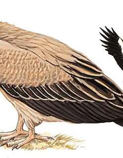 高山兀鹫 / Himalayan Vulture / Gyps himalayensis