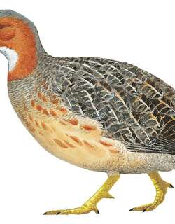 芬氏鹧鸪 / Finsch’s Francolin / Scleroptila finschi