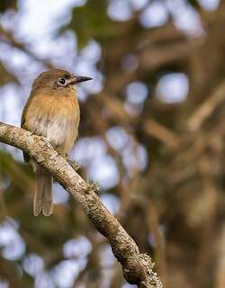 锈胸小蓬头䴕 / Rusty-breasted Nunlet / Nonnula rubecula