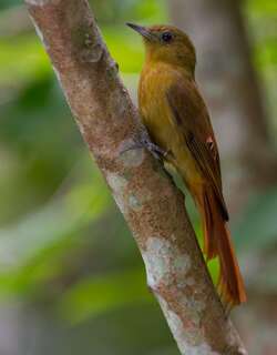 绿䴕雀 / Olivaceous Woodcreeper / Sittasomus griseicapillus