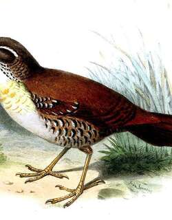 锈纹窜鸟 / Rusty-belted Tapaculo / Liosceles thoracicus