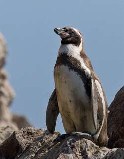 秘鲁企鹅 / Humboldt Penguin / Spheniscus humboldti