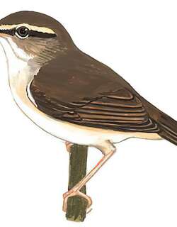 淡脚树莺 / Pale-footed Bush Warbler / Urosphena pallidipes