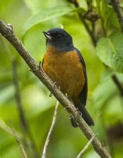 灰腹刺花鸟 / Cinnamon-bellied Flowerpiercer / Diglossa baritula