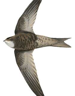 尼安萨雨燕 / Nyanza Swift / Apus niansae