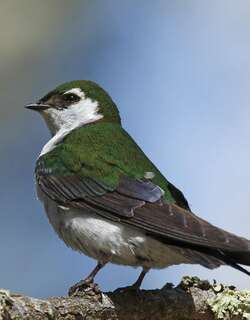 紫绿树燕 / Violet-green Swallow / Tachycineta thalassina