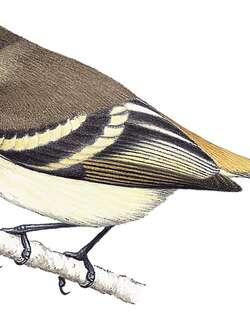 褐腰小霸鹟 / Tawny-rumped Tyrannulet / Phyllomyias uropygialis