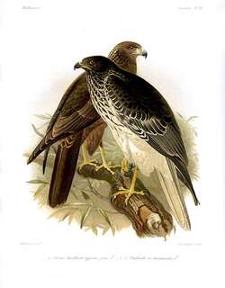 马岛鹞 / Malagasy Harrier / Circus macrosceles