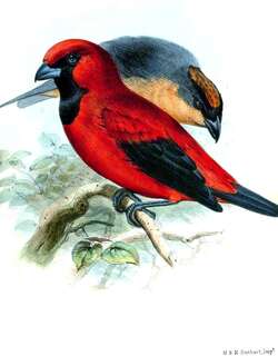 棕冠唐纳雀 / Rufous-crested Tanager / Creurgops verticalis