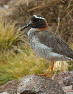 黑顶鸻 / Diademed Sandpiper-Plover / Phegornis mitchellii