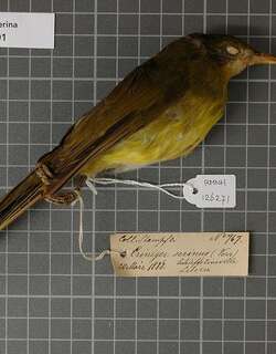 金绿鹎 / Golden Greenbul / Calyptocichla serinus
