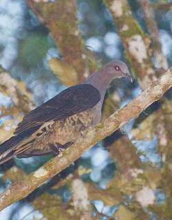 苏拉乌鸠 / Sombre Pigeon / Cryptophaps poecilorrhoa