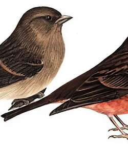 暗胸朱雀 / Dark-breasted Rosefinch / Procarduelis nipalensis