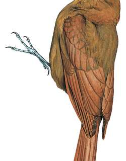 黄䴕雀 / Ruddy Woodcreeper / Dendrocincla homochroa