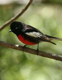 彩鸲莺 / Painted Whitestart / Myioborus pictus