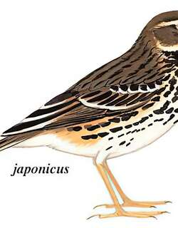 黄腹鹨 / Buff-bellied Pipit / Anthus rubescens