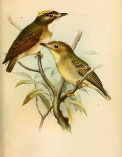 黄喉铲嘴雀 / Yellow-throated Spadebill / Platyrinchus flavigularis