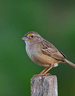 草地蝇鹀 / Grassland Sparrow / Ammodramus humeralis
