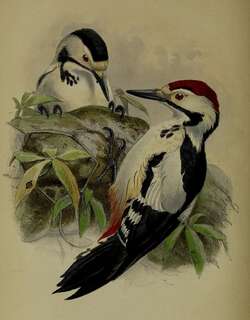 信德啄木鸟 / Sind Woodpecker / Dendrocopos assimilis