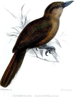 南鵙嘴鹟 / Southern Shrikebill / Clytorhynchus pachycephaloides