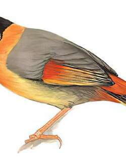 银耳相思鸟 / Silver-eared Mesia / Leiothrix argentauris