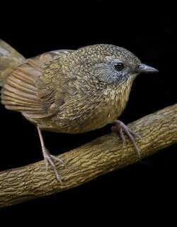 茶胸鹩鹛 / Tawny-breasted Wren-Babbler / Spelaeornis longicaudatus