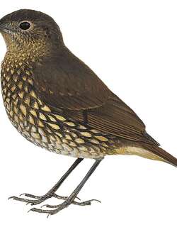 瓜岛地鸫 / Guadalcanal Thrush / Zoothera turipavae