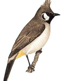 白颊鹎 / Himalayan Bulbul / Pycnonotus leucogenys