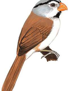 灰头鸦雀 / Grey-headed Parrotbill / Psittiparus gularis