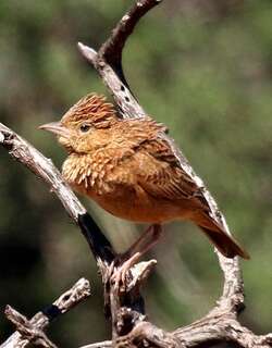 东振翅歌百灵 / Eastern Clapper Lark / Mirafra fasciolata