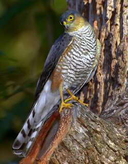红腿鹰 / Rufous-thighed Hawk / Accipiter erythronemius