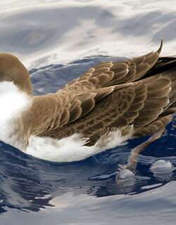 大鹱 / Great Shearwater / Ardenna gravis