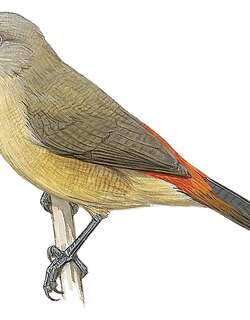 灰颊梅花雀 / Anambra Waxbill / Estrilda poliopareia