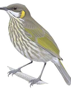 纹胸吸蜜鸟 / Streak-breasted Honeyeater / Territornis reticulata