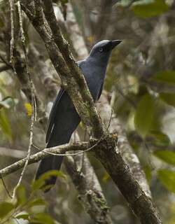 苏拉蓝鹃鵙 / Cerulean Cuckooshrike / Coracina temminckii