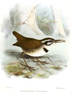 领蚋莺 / Collared Gnatwren / Microbates collaris