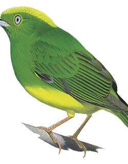 金冠娇鹟 / Golden-crowned Manakin / Lepidothrix vilasboasi