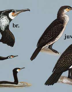 普通鸬鹚 / Great Cormorant / Phalacrocorax carbo