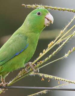 蓝翅鹦哥 / Blue-winged Parrotlet / Forpus xanthopterygius