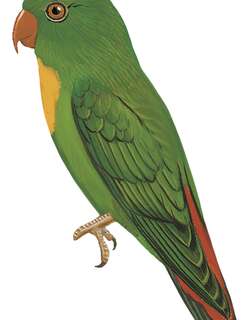 黄喉短尾鹦鹉 / Yellow-throated Hanging Parrot / Loriculus pusillus