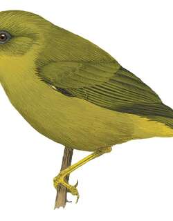 伦纳绣眼鸟 / Rennell White-eye / Zosterops rennellianus