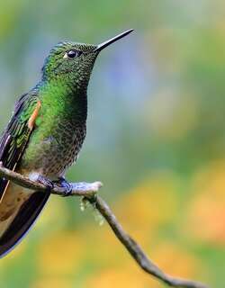黄尾冕蜂鸟 / Buff-tailed Coronet / Boissonneaua flavescens