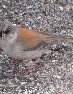 墨西哥灯草鹀 / Yellow-eyed Junco / Junco phaeonotus