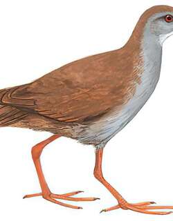 红脚苦恶鸟 / Brown Crake / Zapornia akool