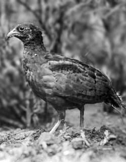长嘴山鹑 / Long-billed Partridge / Rhizothera longirostris