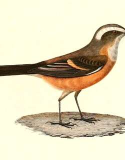 南美唧霸鹟 / D’Orbigny’s Chat-Tyrant / Ochthoeca oenanthoides