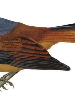 塔岛扇尾鹟 / Tablas Fantail / Rhipidura sauli