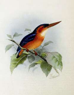 红头小翠鸟 / African Dwarf Kingfisher / Ispidina lecontei