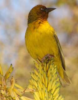 南非织雀 / Cape Weaver / Ploceus capensis