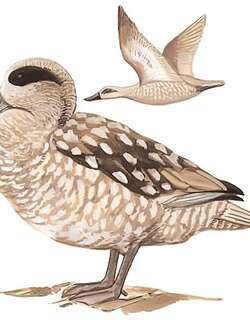 云石斑鸭 / Marbled Duck / Marmaronetta angustirostris
